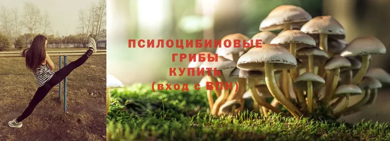 купить  сайты  Азнакаево  Галлюциногенные грибы Cubensis 